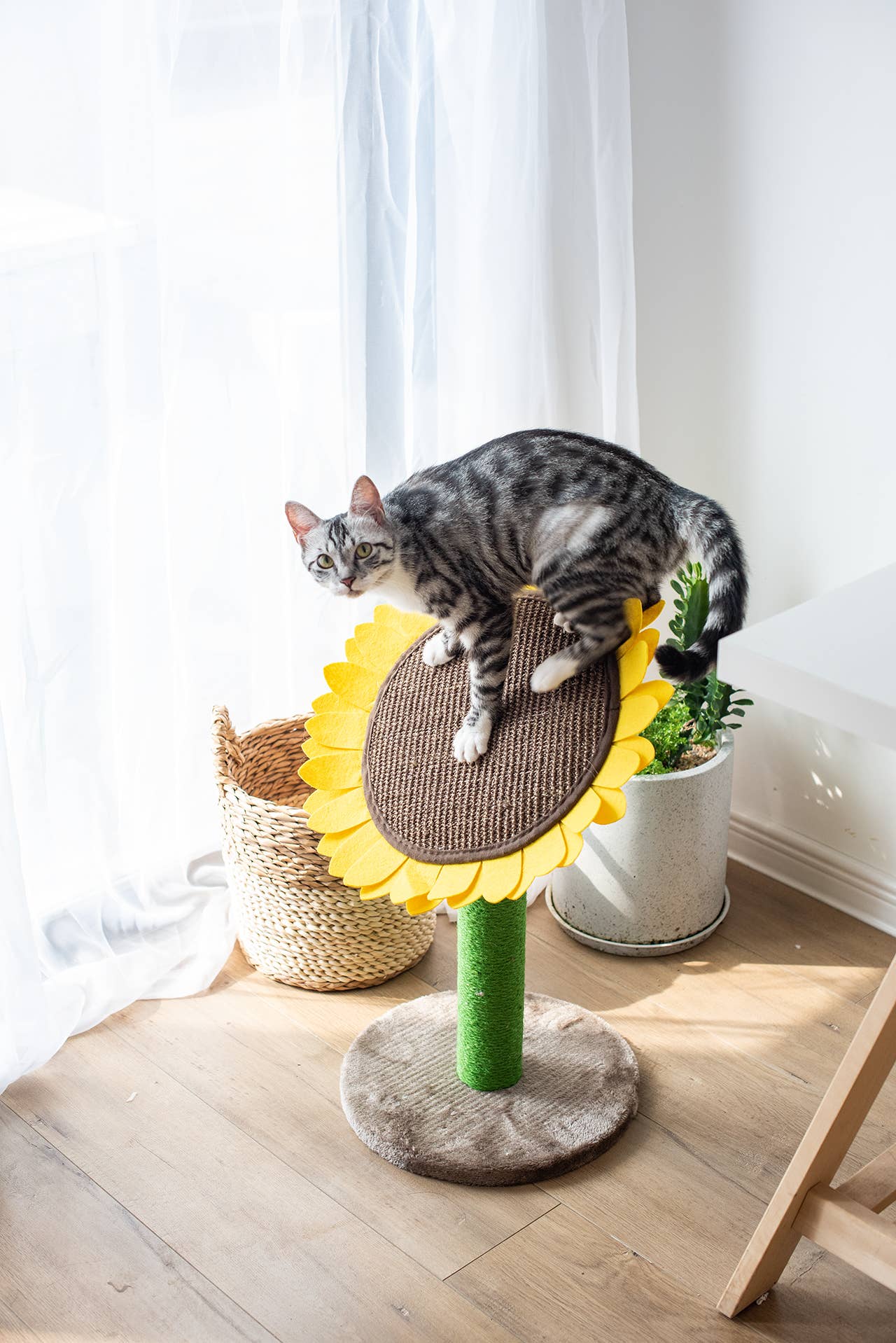 PetPals Group - Wholesale Pet Scratcher - Cat - Catry Sunflower Cat Scratcher3