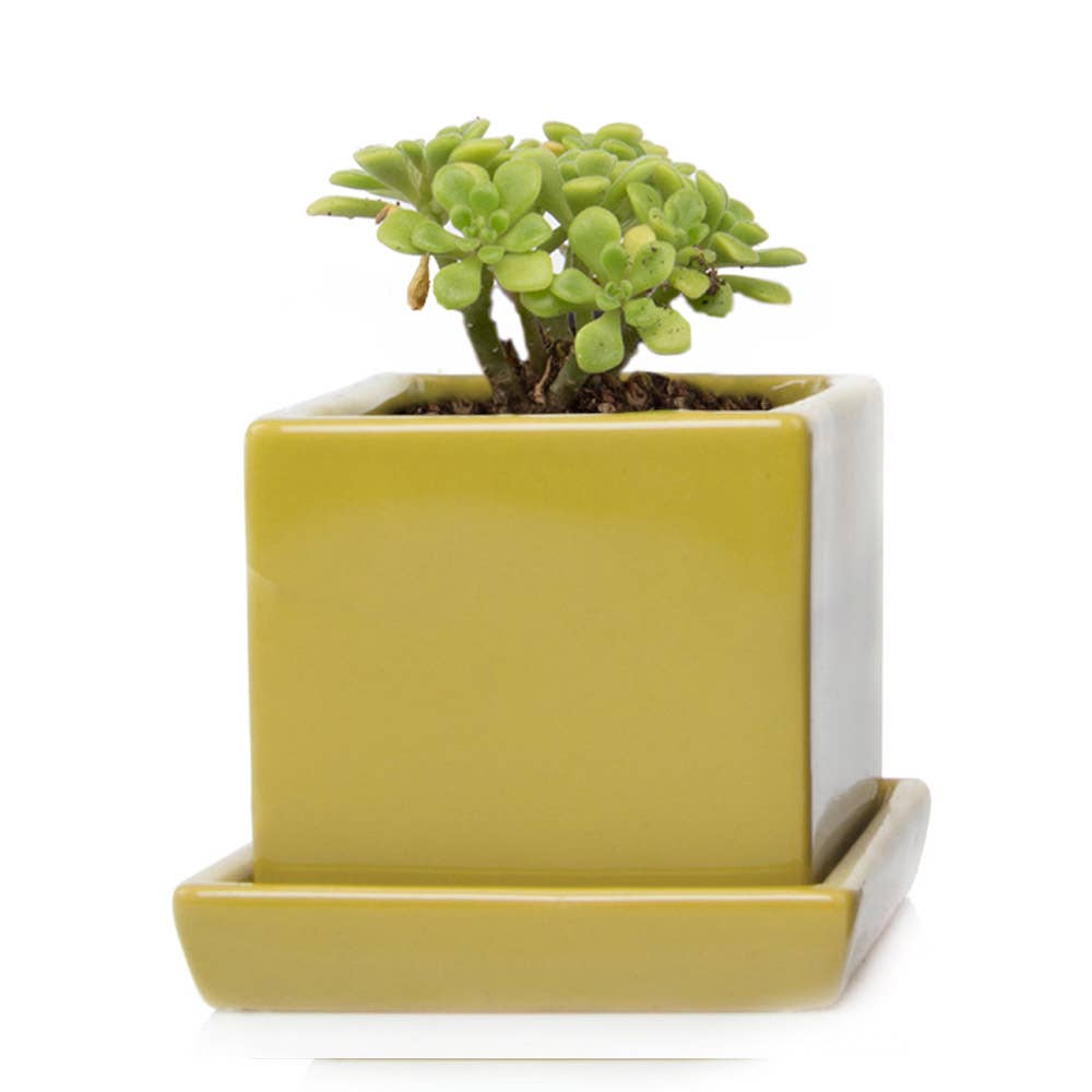 Chive - Wholesale Plant Pot - Cube Pot With Saucer And Drainage Hole 60 Plus Colors8