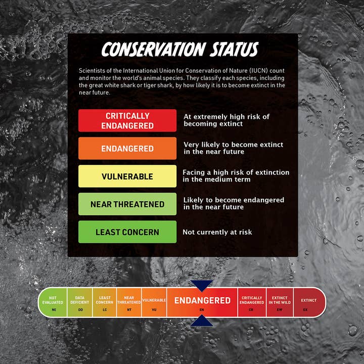 Abacus Brands, Inc. - Wholesale DIY Craft Kit - Kids - Steam Lab Virtual Reality Activity Kit - Shark Lab VR3