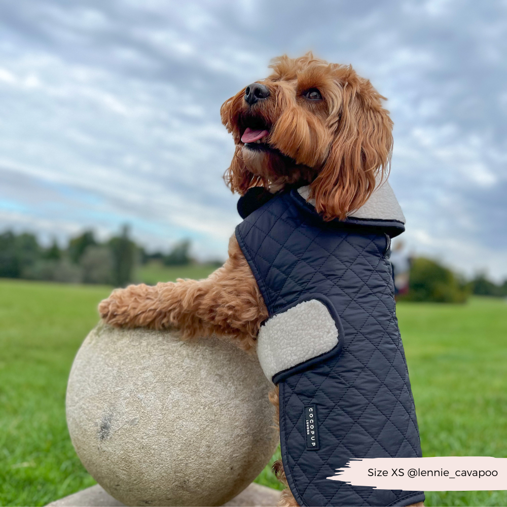 Cocopup London - Vente Manteau – chien - Manteau matelassé LUXE pour chien - Midnight Black13