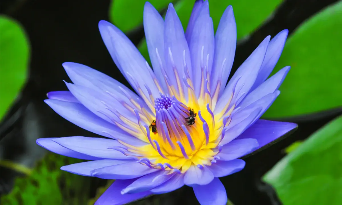 Angels Apoth-a-fairy - Wholesale Loose Tea - Blue Lotus Flowers – For Tea, Ritual & Relaxation3