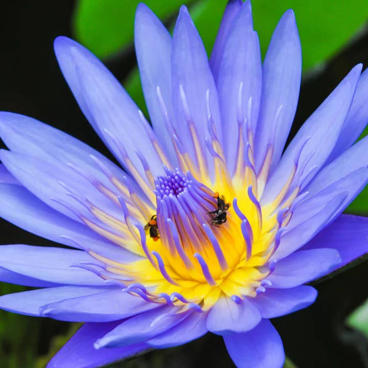 Angels Apoth-a-fairy - Wholesale Loose Tea - Blue Lotus Flowers – For Tea, Ritual & Relaxation3