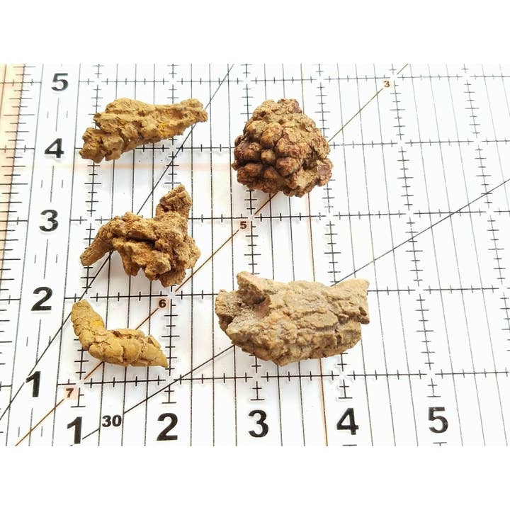 Tree of Life Gems - Wholesale Decorative Tabletop Object - Fossilized DINOSAUR COPROLITE "Dino Poop" (1 piece)2