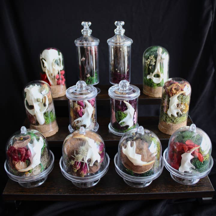 Kitty Bomb Curios - Wholesale Apothekers-pot - Mini Bone Terrarium Apothekerspotten5