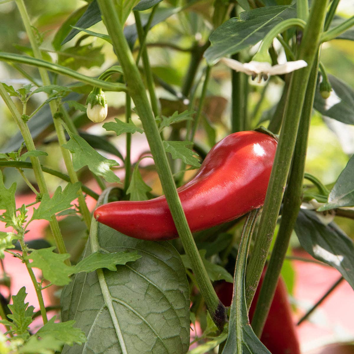 Blake Hill Preserves - Wholesale Jam/Jelly - Fresno & Thai Spicy Chili Jam2