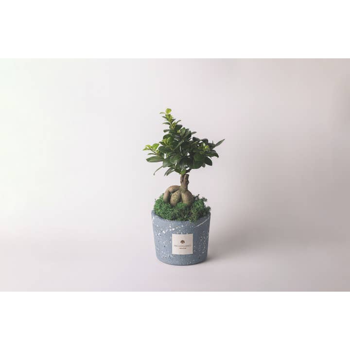 Bonsai Ficus Ginseng In Vaso Decorato Schizzato - Simone per la vendita all'ingrosso da parte di Paola Rolando Creazioni