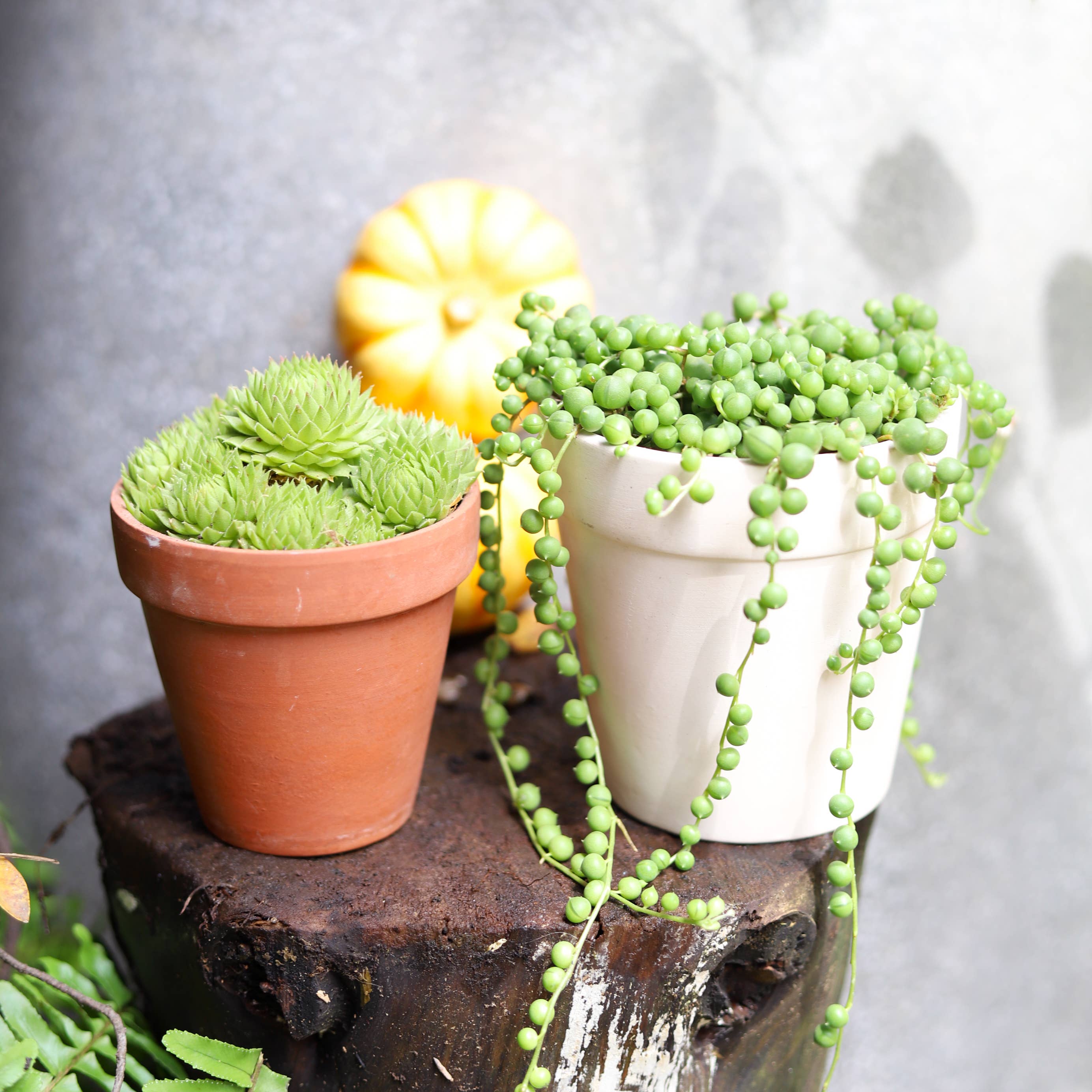 Best Plant Friend - Wholesale Succulent - String Of Pearls Succulent Plant 2/4/6 inch Grower Pot5