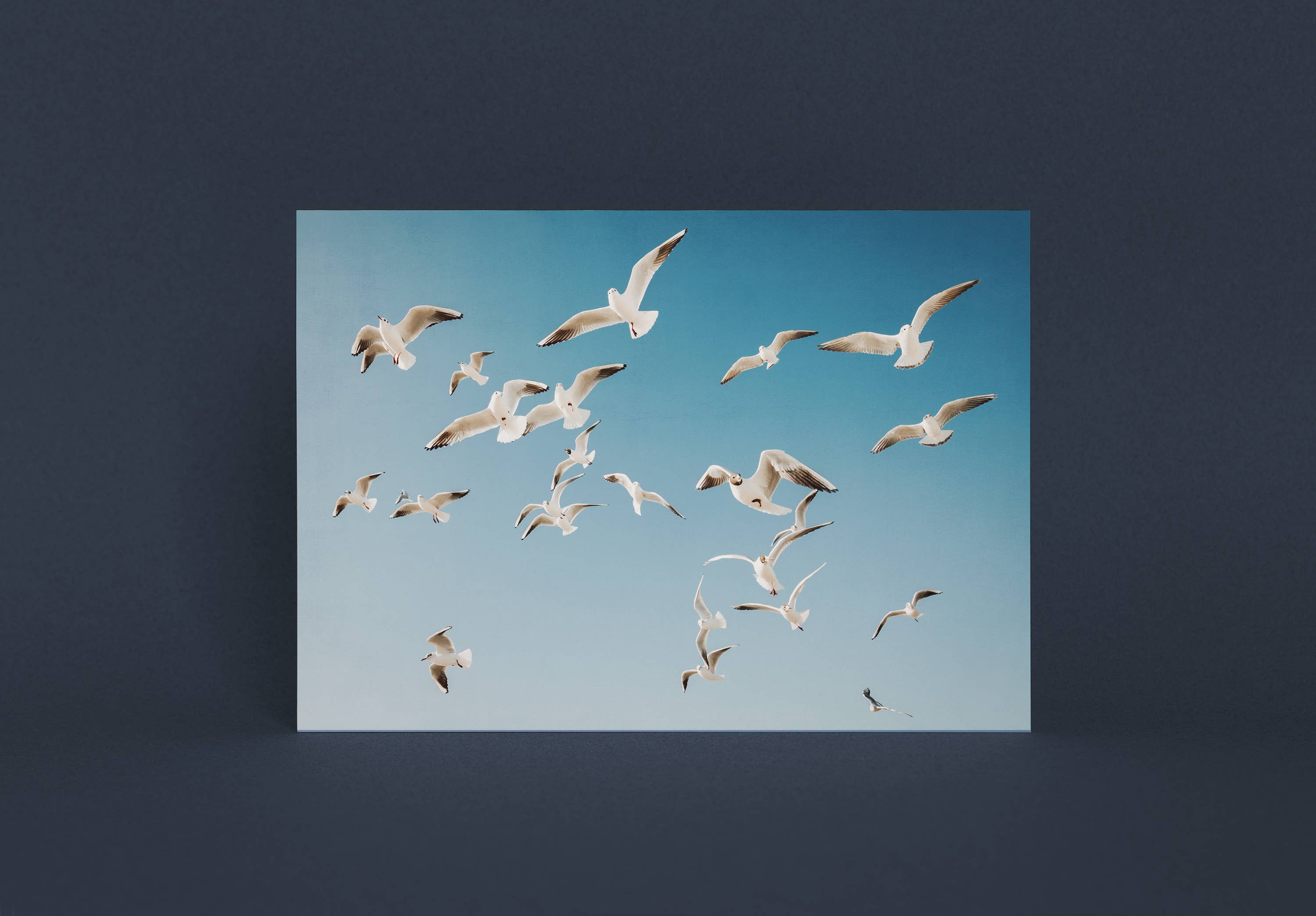 Justepixx - Vente Cartes postales - Carte postale mouettes dans le ciel A63