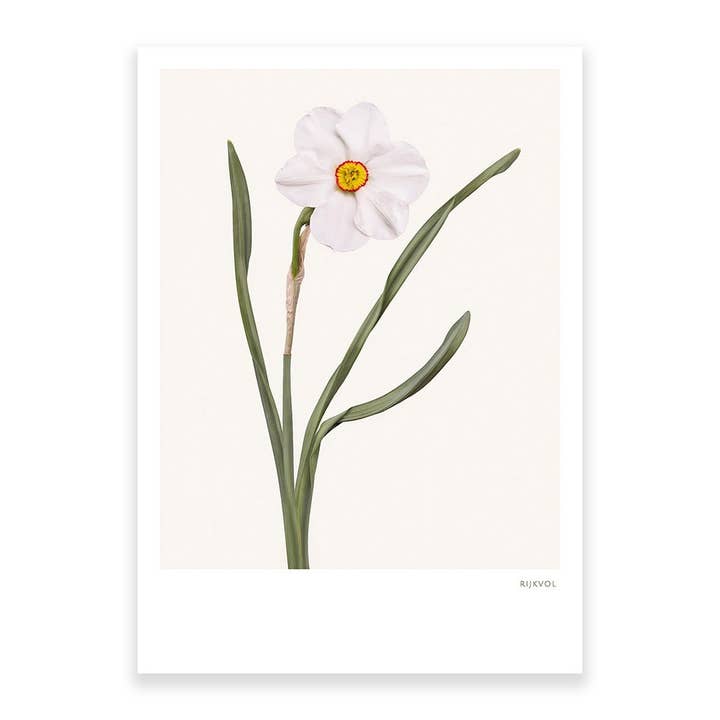 Narzel 02-Postkarte für den Großhandel von Rijkvol