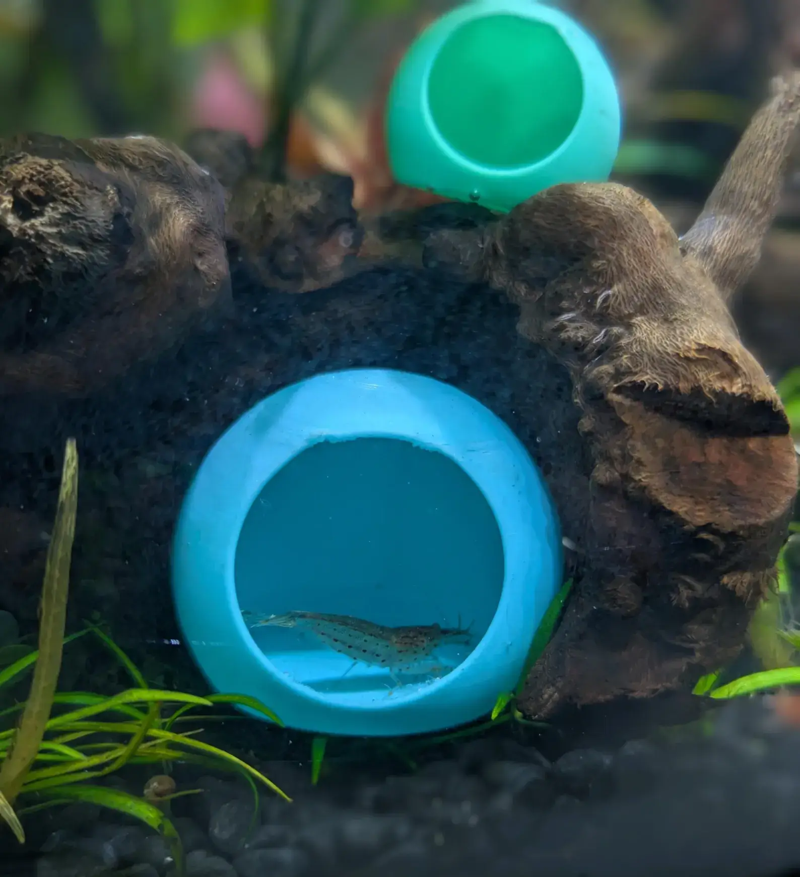 Jinx and Luna Exotics - Wholesale Pet Toy - Cat/Dog - Fish and Shrimp hide1