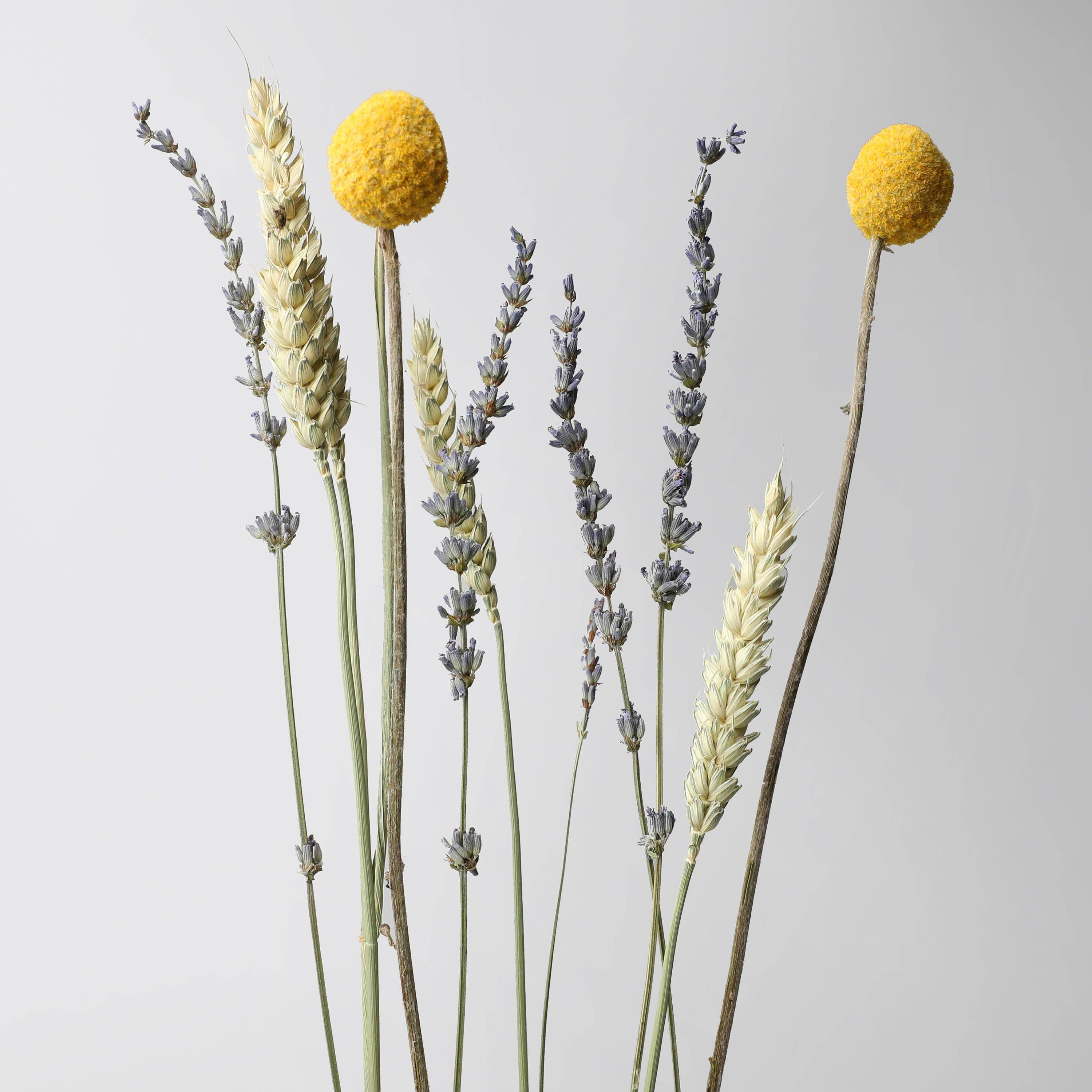 Framed Stories - Venta al por mayor Ilustración - Ilustración dibujada a mano de Land Rover 88 con ramo seco3