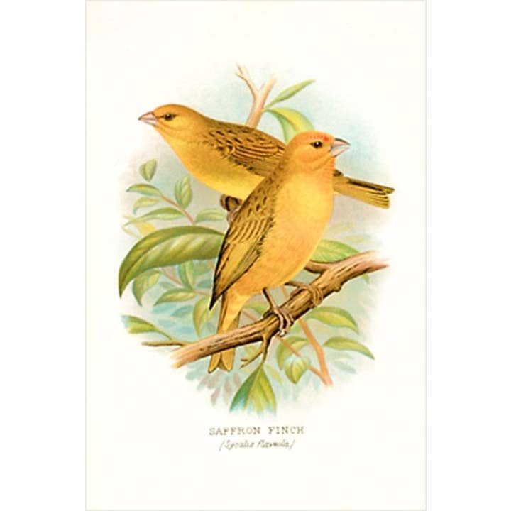 Magnet BD-511 Saffron Finch for wholesale by Found Image Press