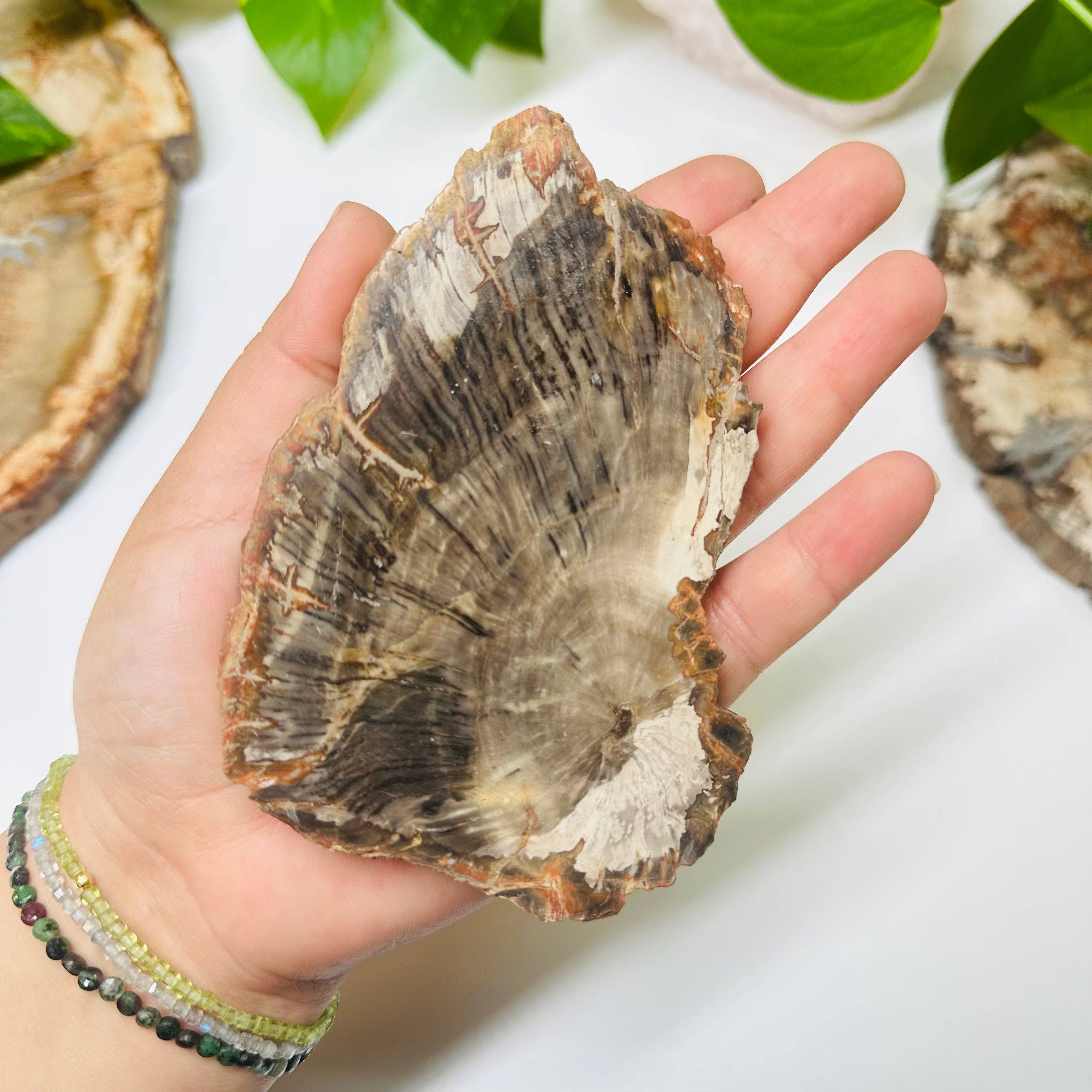 Rock Paradise - Wholesale Spiritual Stone/Crystal - Petrified Wood Slabs7