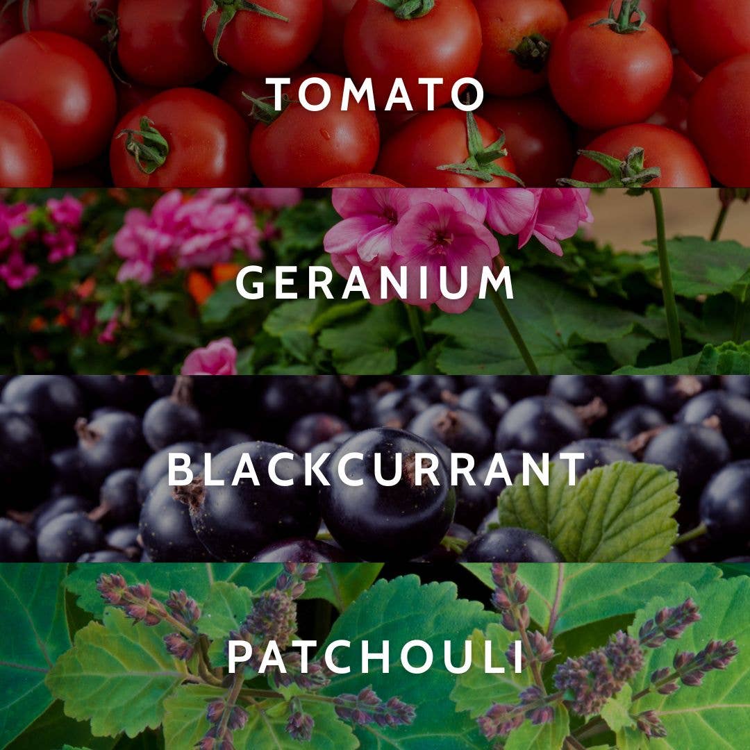 Little Torch - Wholesale Jar/Filled Candle - haven candle (tomato leaf, blackcurrant, and patchouli)2