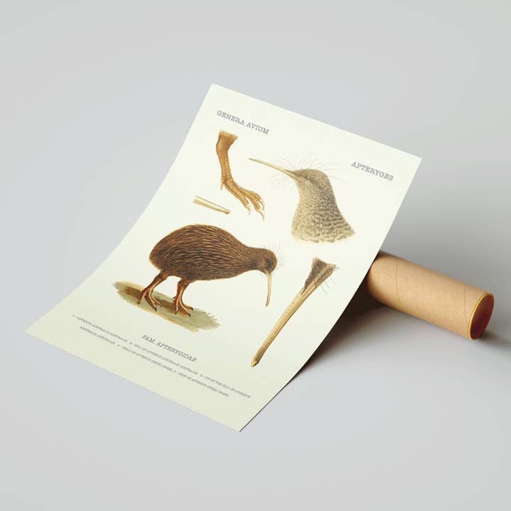 Kiwi für den Großhandel von Botaniqe