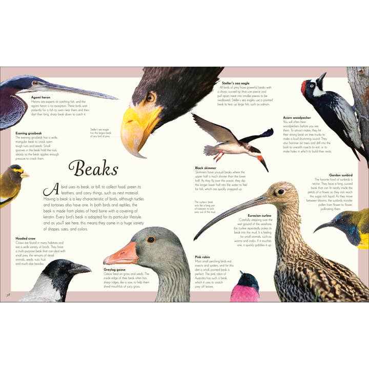 Penguin Random House LLC - Wholesale Nature & Outdoors Book - Anthology Birds3