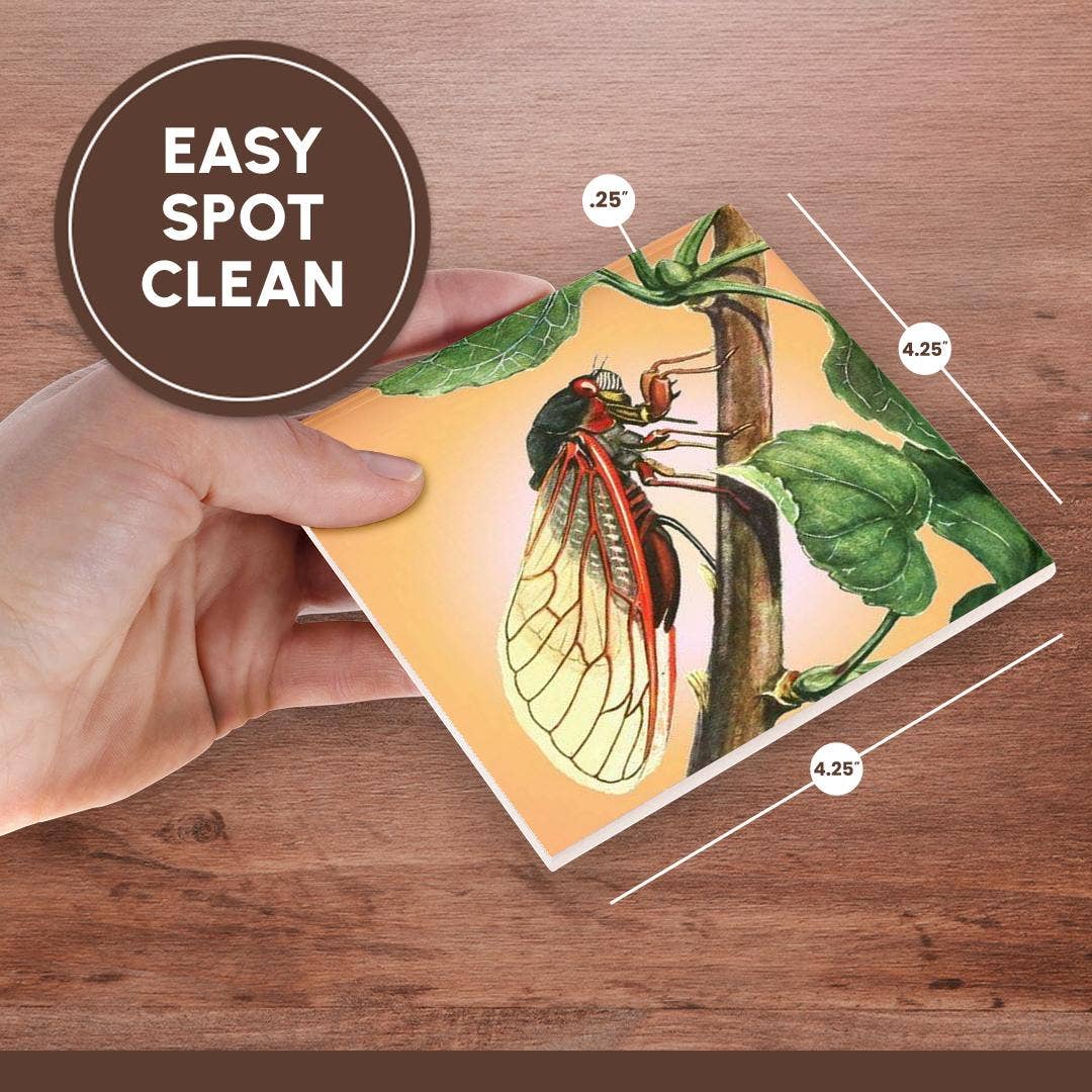 3dRose - Wholesale Coasters - 3dRose, Cicada - cicada, cicadas, magicicada septendecim, insect, insects, bugs, winged insects, Coaster6