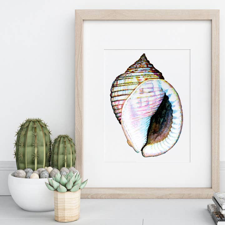 Scotch Bonnet Sea Shell, Aquarell, Archivdruck für den Großhandel von The Ship's Hold