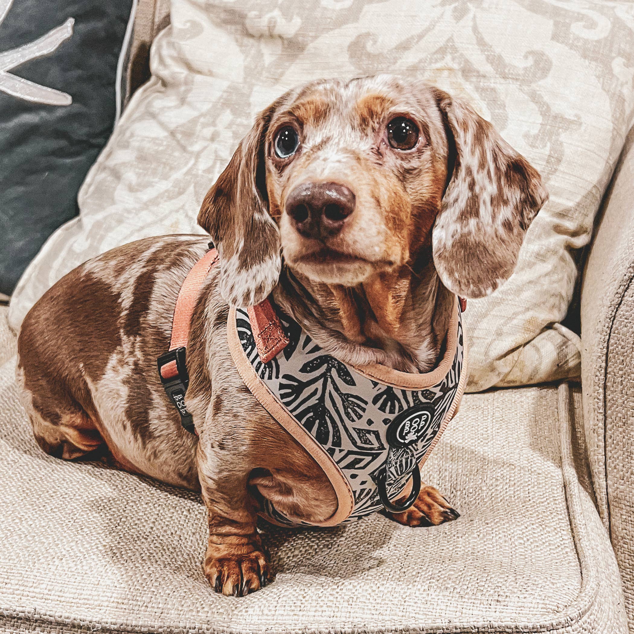 Bop Pop Pets - Wholesale Pet Harness - Dog - TIERRA LUNA Dog Harness7