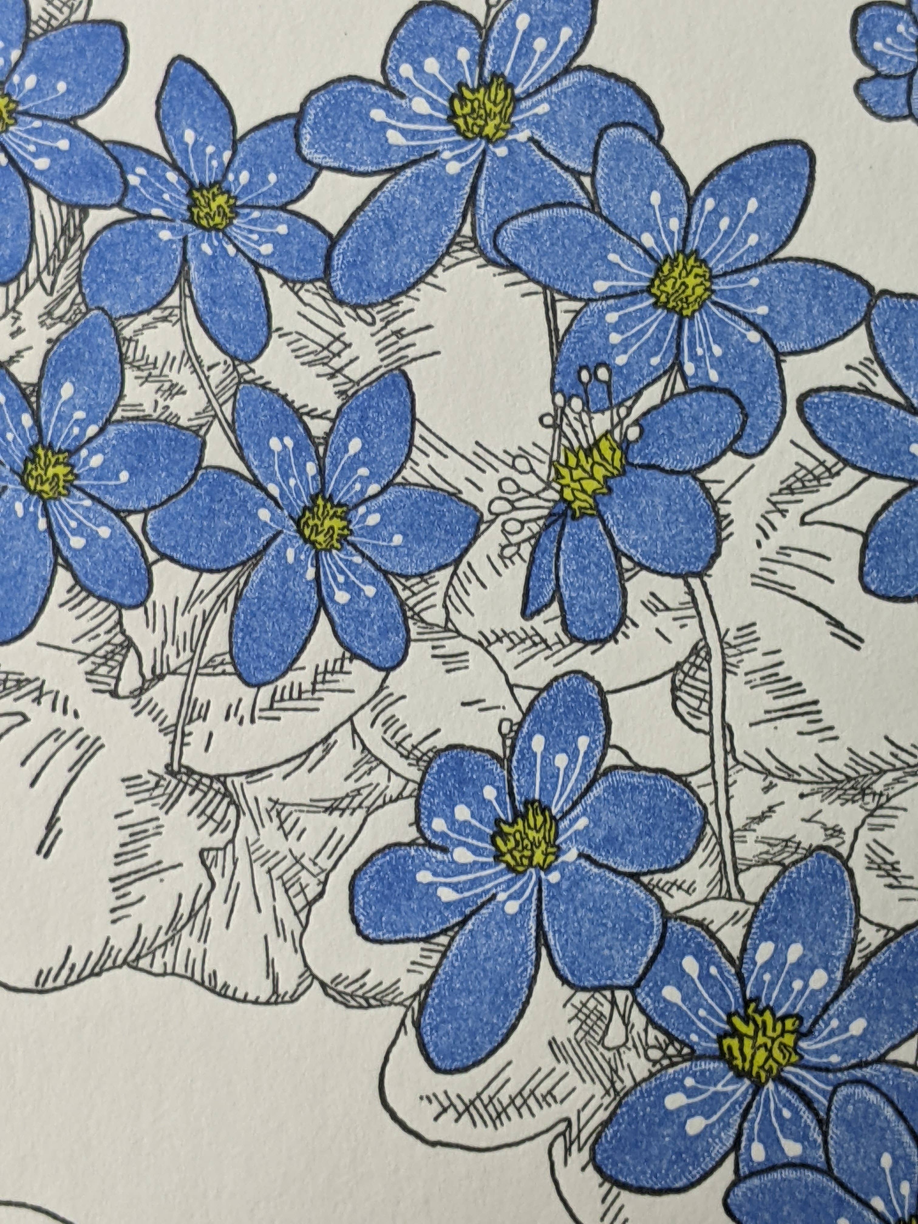 Painted Tongue Press - Wholesale Sympathy Card - Hepatica Sympathy and Blank Note Card2