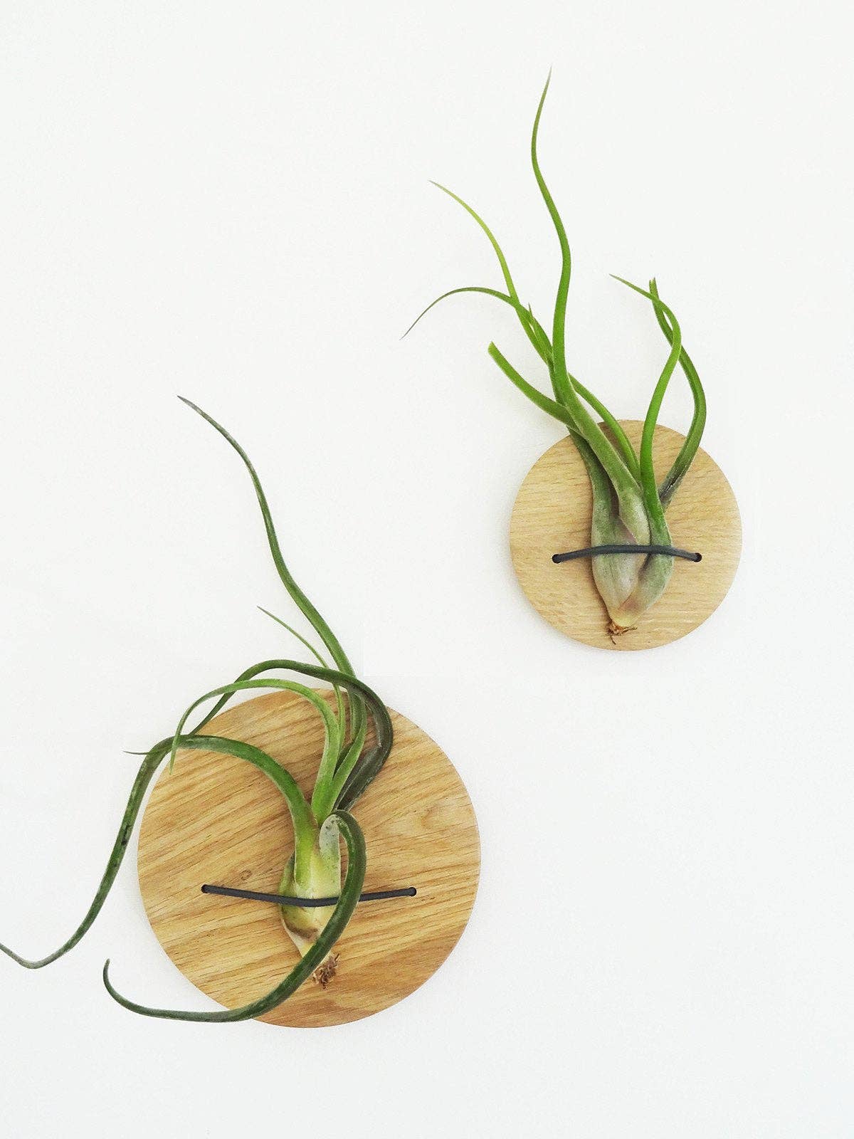 Etairnity - Wholesale Milestone Art/Keepsake - Kids & Baby - Discs (set of 2) - Light Oak0