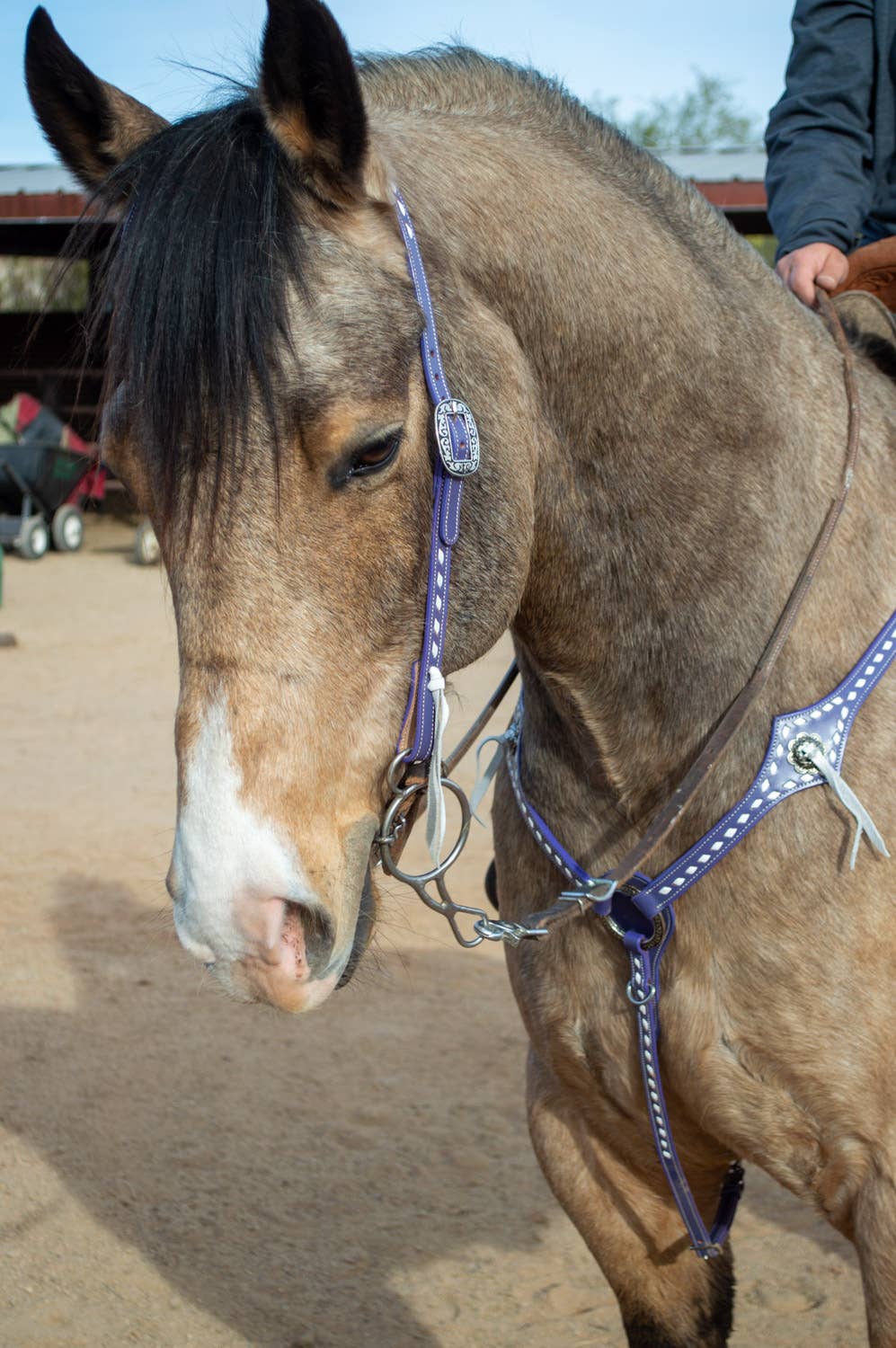 Schulz Equine – wholesale Horseback riding gear – Purple Leather Headstall and Breast Collar Set7