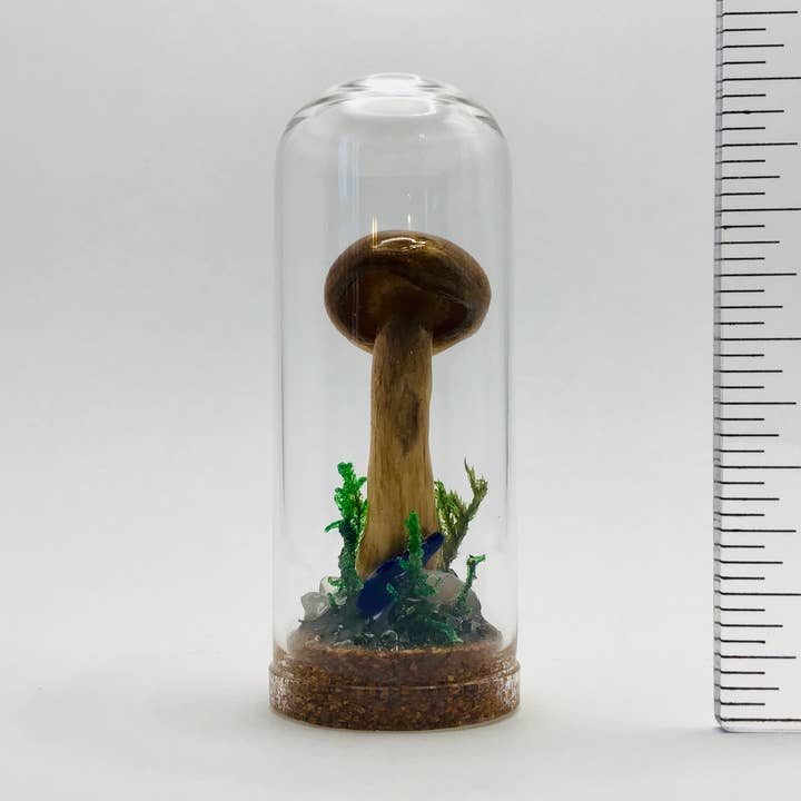 Real Mushroom Curiosity Jar Fungi Oddity Decor 2.75" # 707 for wholesale by Fungus Farm LLC