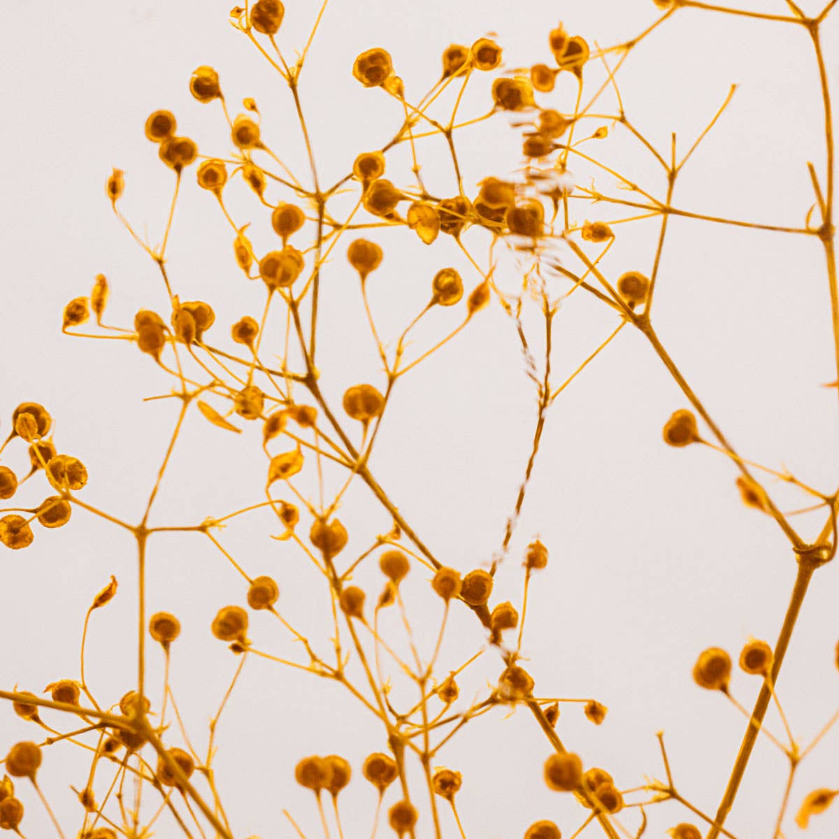 Theophile Berthon - Vente Plante - L'Herbarium Gypsophile safran - plante immergée6