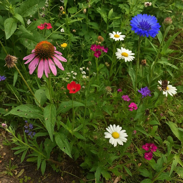 Competitive Lawn - Wholesale Plant Seeds - ShadeBloom | Premium Northeast Wildflower Seeds - Non GMO 2