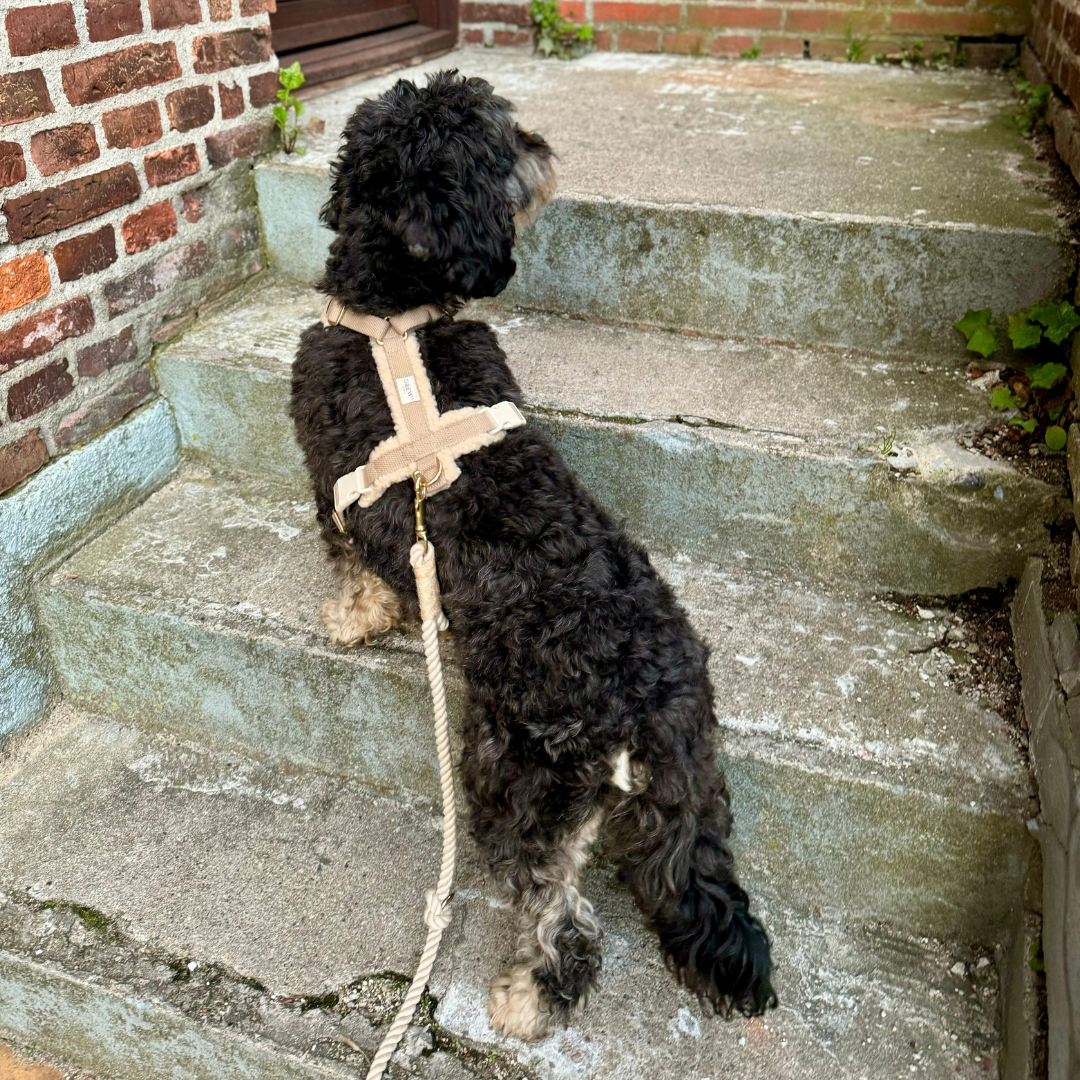 Teddy Beige - Dog harness for wholesale on Faire5