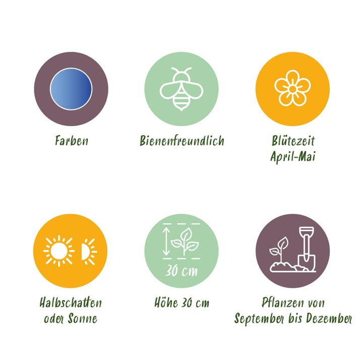 Oasis of Life - Wholesale Live plant - Muscari Armeniacum Bulbs – 50 Flower Bulbs – Blue Grape Hyacinths – Early Bloomers for Beds, Balcony & Terrace – Easy Care & Bee-Friendly4