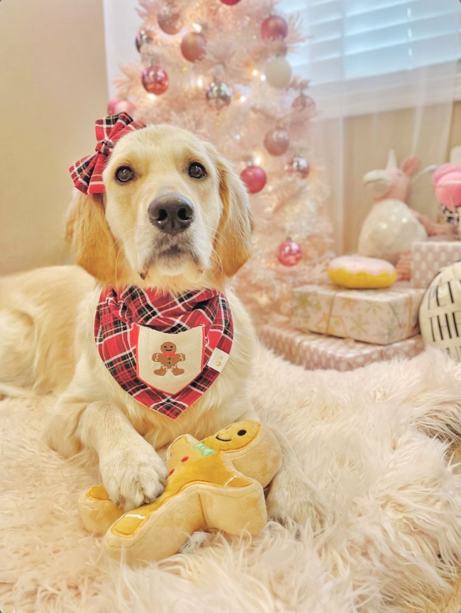 Midlee Designs - Wholesale Pet Plush Toy - Dog - Midlee Christmas Sugar Cookie Plush Dog Toy (Gingerbread)1