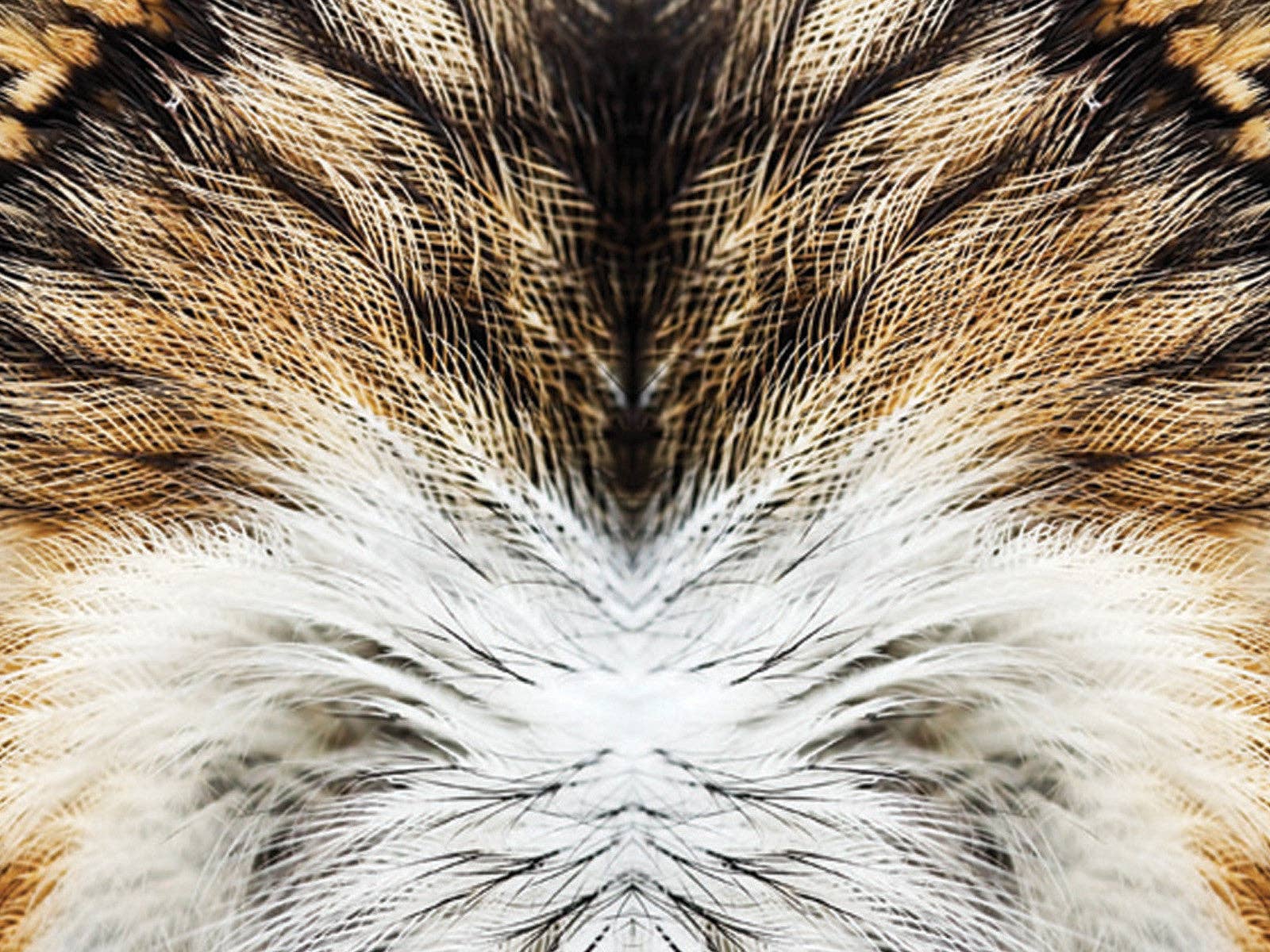 Khu Khu - Wholesale Handheld Folding Fan - Red Kite Hand-fan1