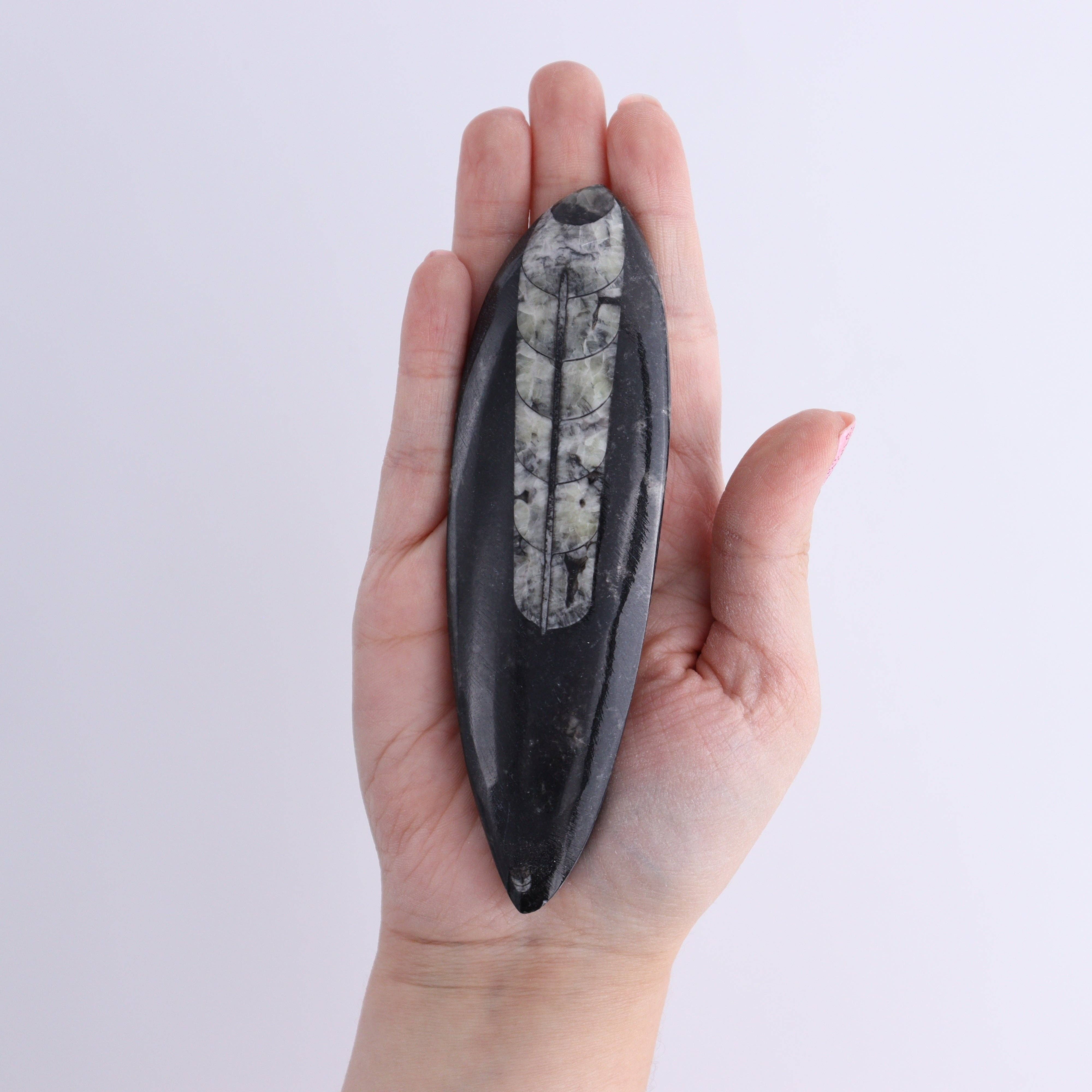 Mi Esperanza Minerals - Wholesale Spiritual Stone/Crystal - Orthoceras Polished Set of 53