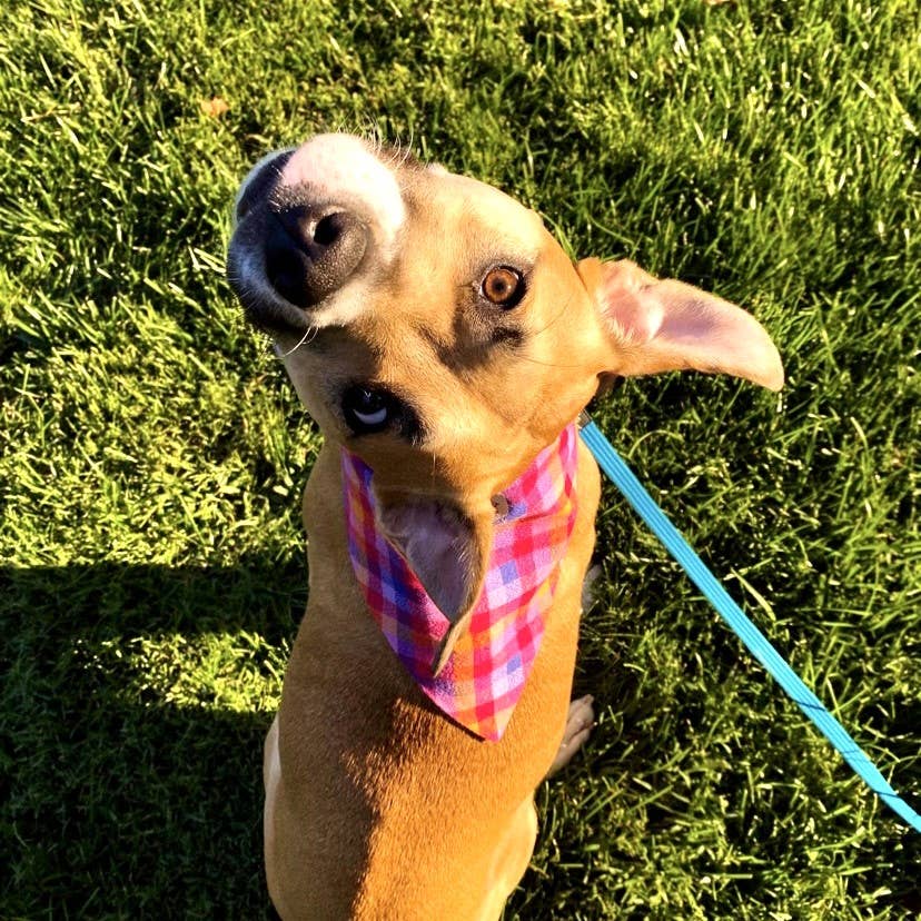 RUFFLECT Dog Bandanas – Großhandel Haustier-Bandana – Hund – RUFFLECT® Hundehalstuch aus kariertem Flanell mit Lupine6