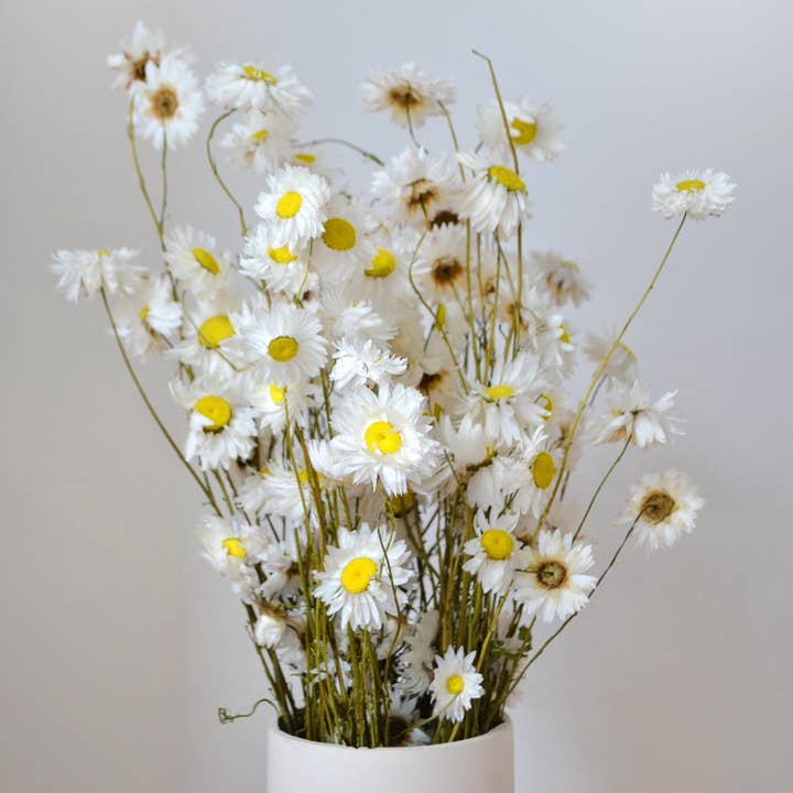 Pampas & Bloom - Wholesale Dried/Pressed Flowers - White Giant Daisies Dried Flower Bunch