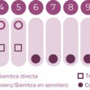 Geocakes - Wholesale Plant Seeds - Giant Sunflower Seeds - BioLogico4