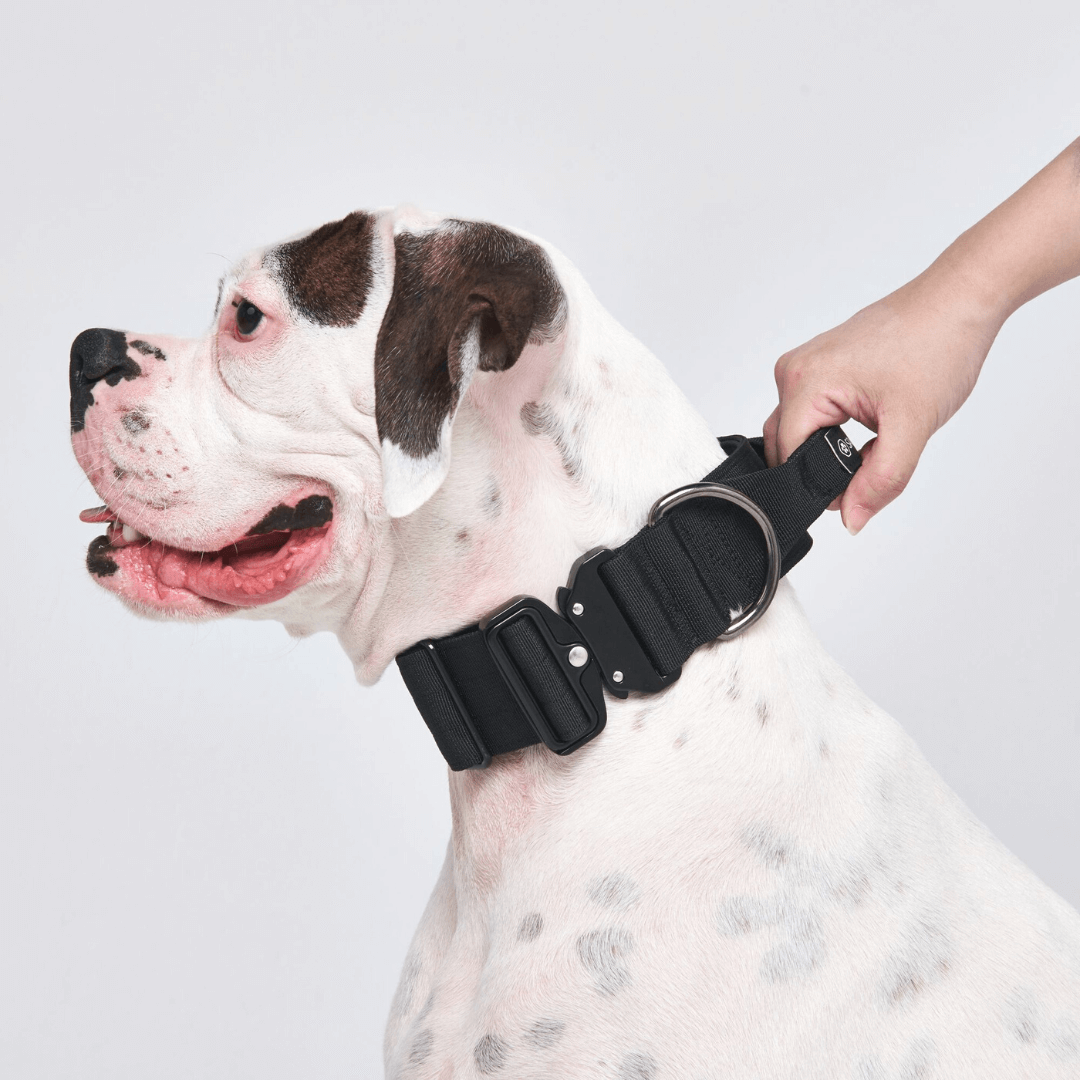 Spark Paws - Venta al por mayor Collar - Perros - Collar táctico para perro negro (5 cm)1