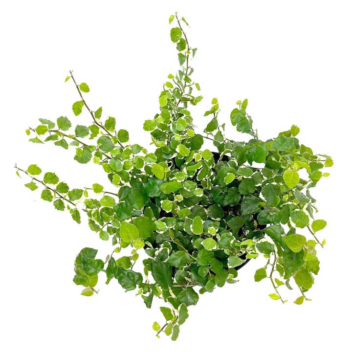 Best Plant Friend - Wholesale Live Plant - Variegated Creeping Fig 6-inch, Fast-growing Evergreen Vine1