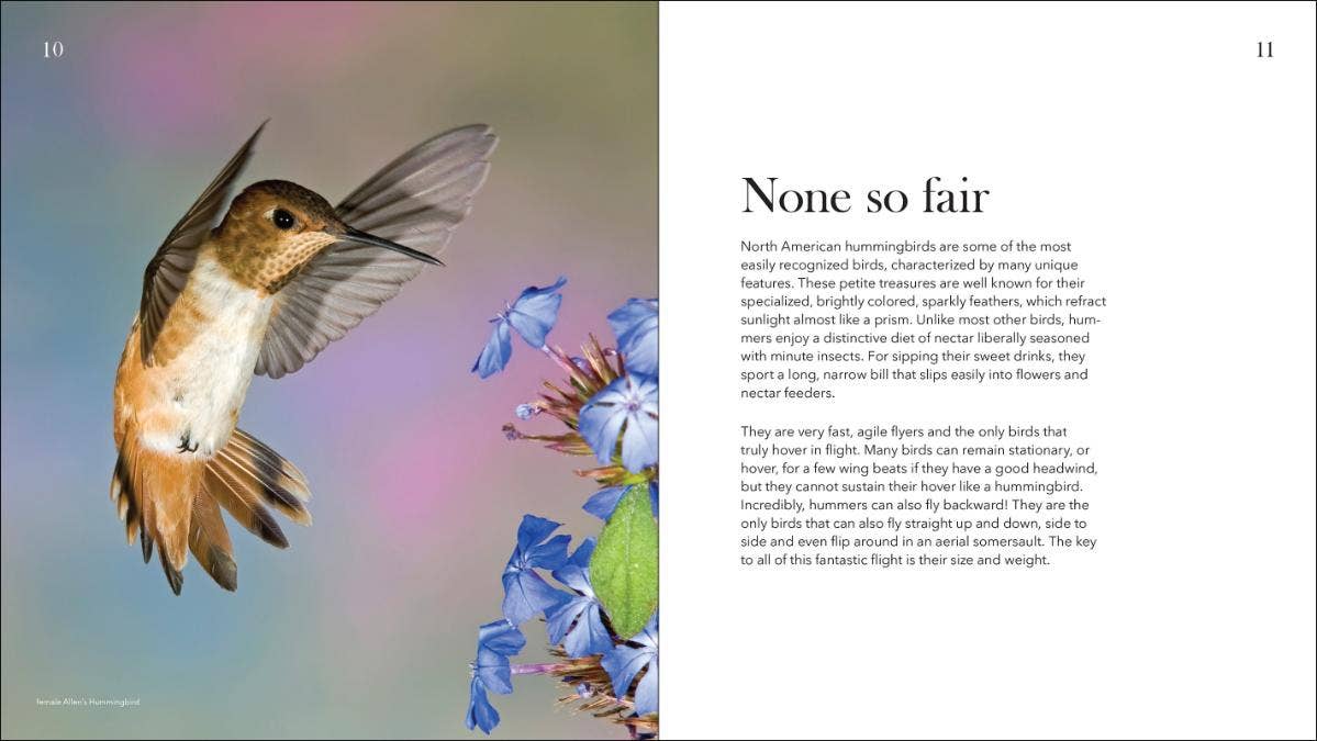 AdventureKEEN - Wholesale Nature & Outdoors - Hummingbirds: Marvels of the Bird World2