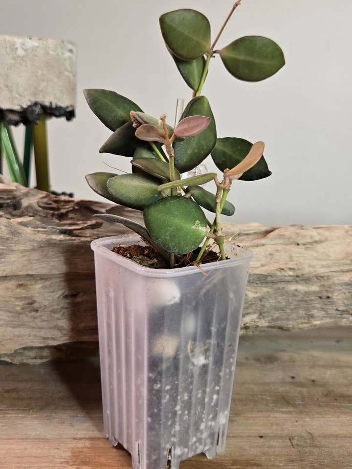2" Hoya Burtoniae for wholesale by VORA + VINE