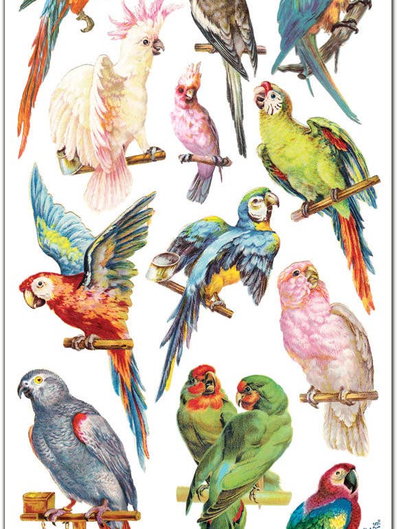 Papegojor och parakiter Tropiska paradisfåglar Klistermärken för wholesale av Violette Stickers
