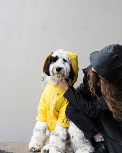 maxbone – Engroshandel Regnovertræk - Hund – Talon regnjakke til hunde5