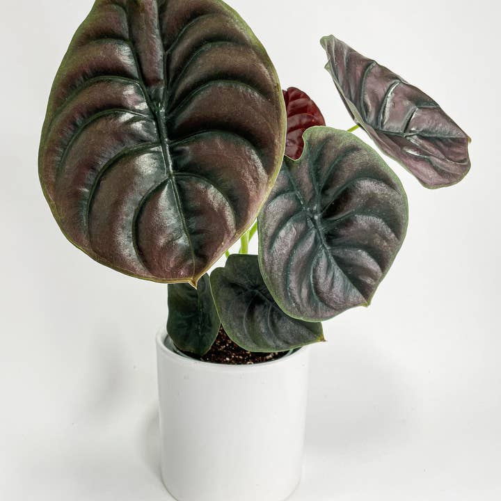 Bumble Plants - Wholesale Live Plant - Alocasia Cuprea Red Secret Jewel1
