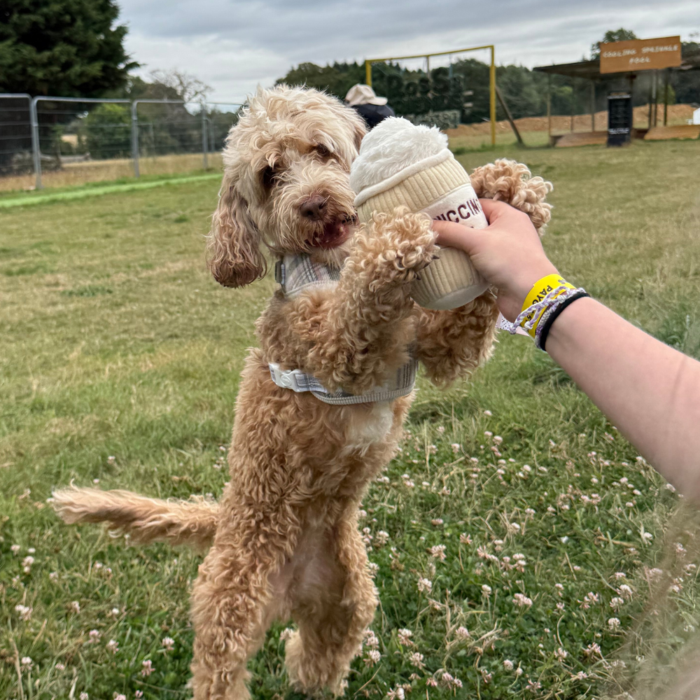 Cocopup London – wholesale Pet plush toy – Dog – Puppuccino Dog Toy4