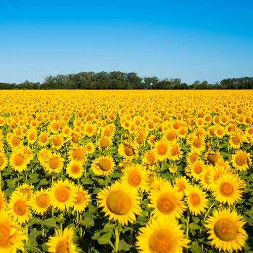 naturalearth - Wholesale Deodorant – Unisex - 20 Assorted Vegan Organic Deodorants + 4 Free Try Me Samples3