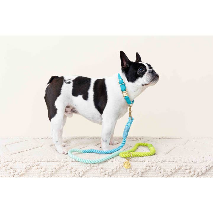 Pink Papyrus | Premium, Durable, & Stylish Dog Products - Wholesale Pet Leash - Dog - Rope Leash MEGA Bundle | Dog Leash Pack | Dog Lead Bundle 7