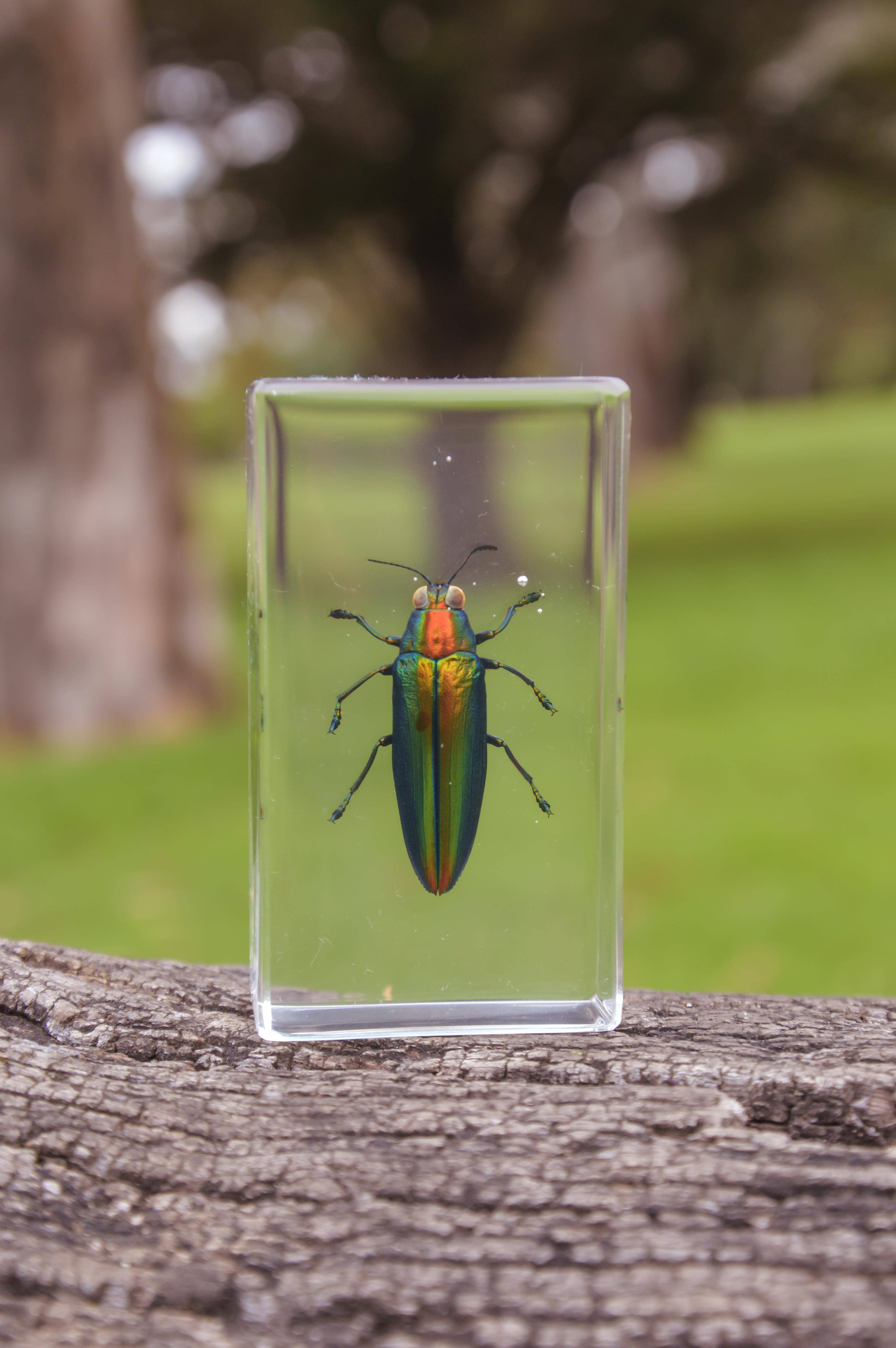 Our Earth Life - Wholesale Decorative tabletop object - Jewel Beetle Specimen1