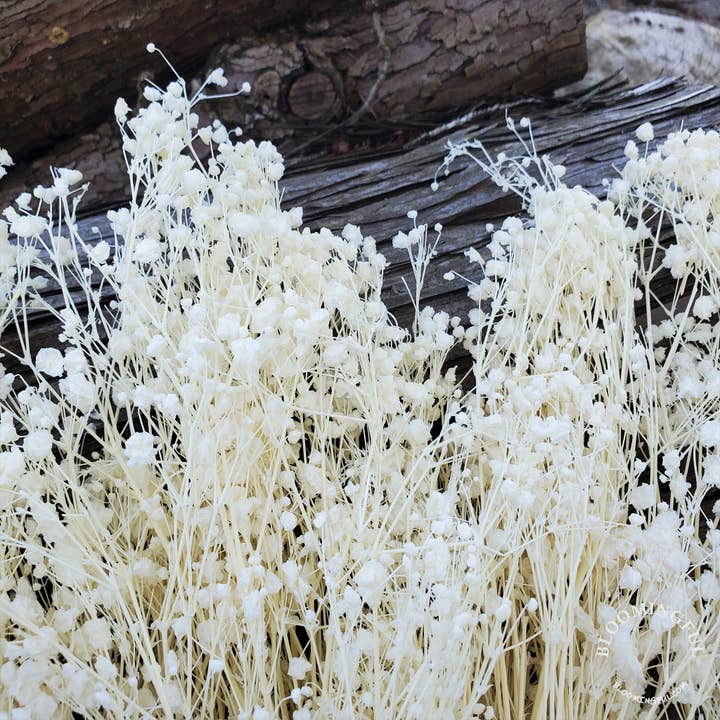 BLOOMINGFUL.COM - Wholesale Dried/Pressed Flowers - Preserved Gypsophila, Babys Breath (Med-Lg Bloom) - White1