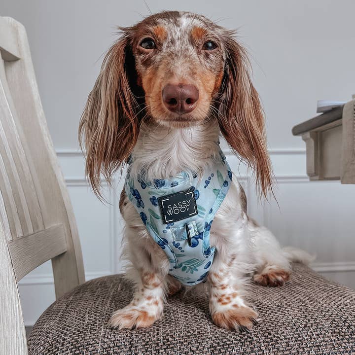 SASSY WOOF - Wholesale Pet Harness - Dog - Dog Adjustable Harness - Berry Sassy (Fruits)18